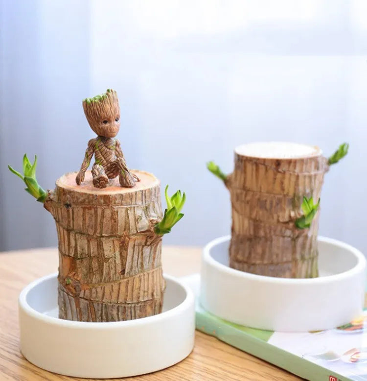 Lucky Brazil Wood Potted Plant With Free Surprise Gift