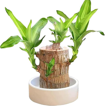 Lucky Brazil Wood Potted Plant With Free Surprise Gift