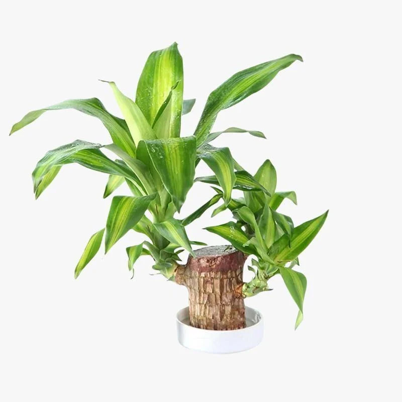 Brazilian Lucky Wood plant