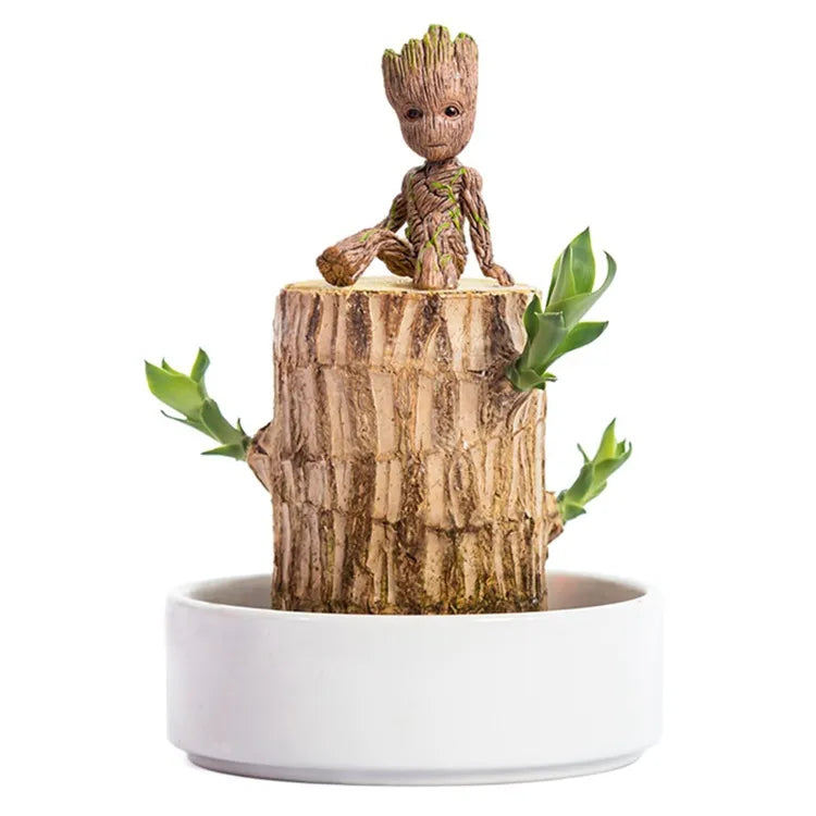 Lucky Brazil Wood Potted Plant With Free Surprise Gift