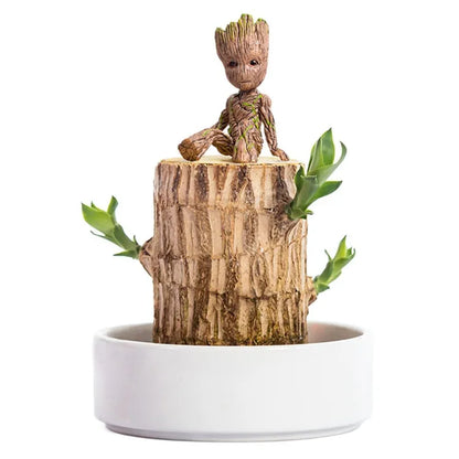 Lucky Brazil Wood Potted Plant With Free Surprise Gift