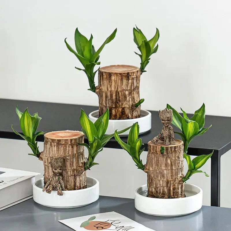 Brazilian Lucky Wood plant