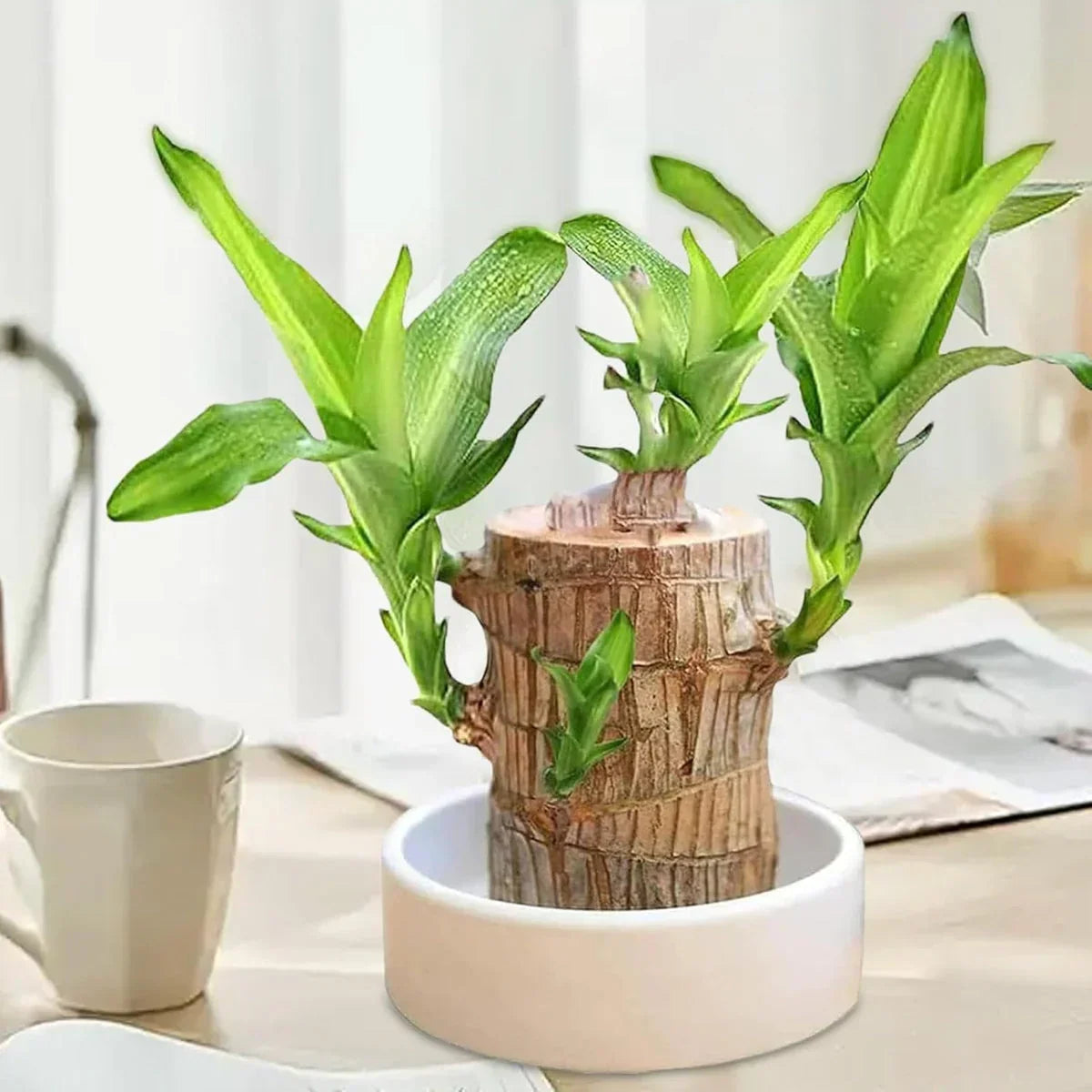 Brazilian Lucky Wood plant