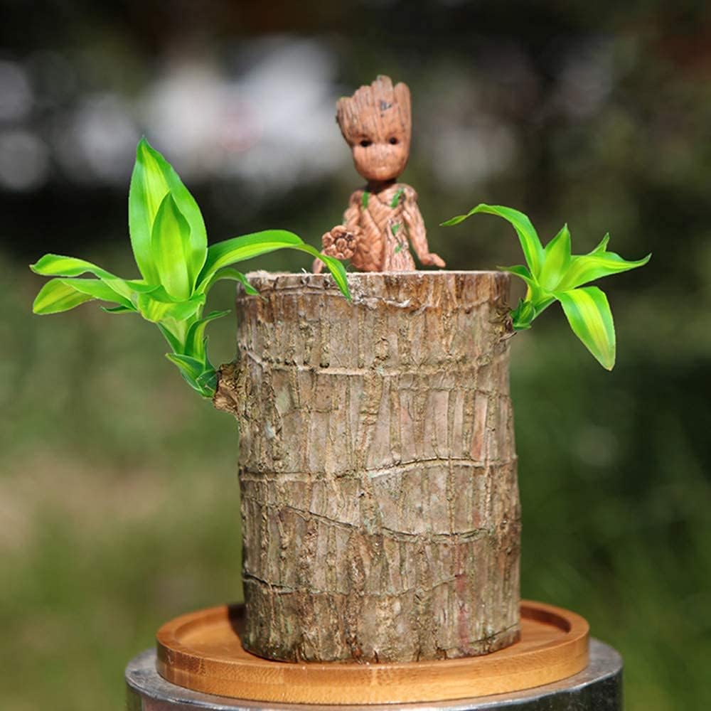 Lucky Brazil Wood Potted Plant With Free Surprise Gift