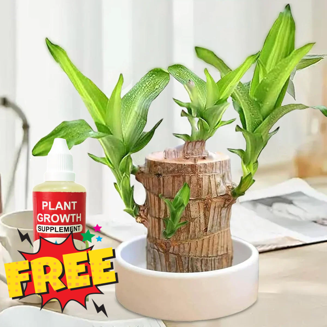 Brazilian Lucky Wood plant